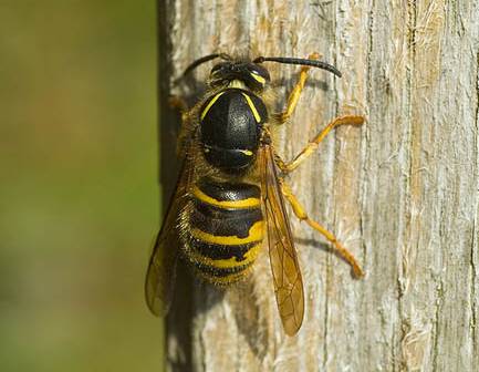 Insektsallergi kan ge analafylaktisk chock