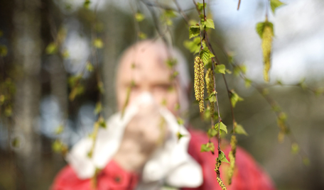 Allergisk rinit - hösnuva