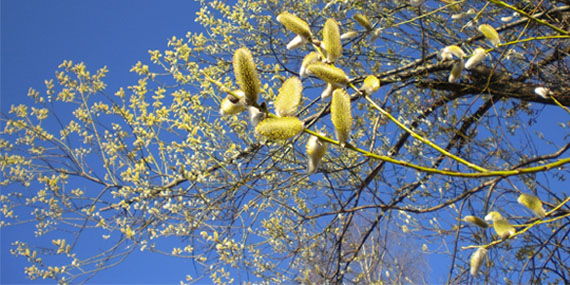 Vad är pollen?